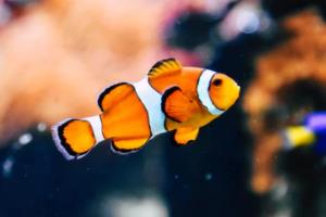 蓝鲸体育app-迪马：那不勒斯仍在谈胡安卢，关键问题在于二转分成比例